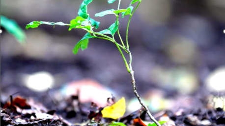 Frisch eingepflanzter Baum im Wald