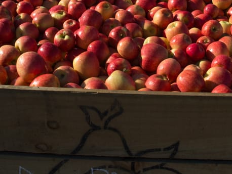 Enza™ die Marke für NZ Frucht im Ausland