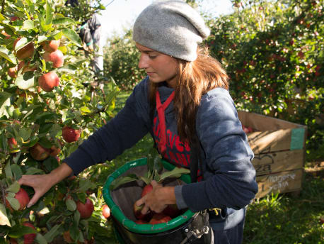 Cueillette des pommes