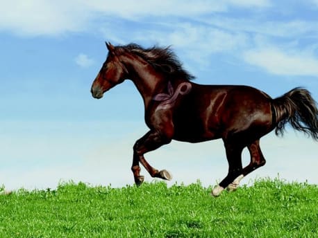 Schwarzes Pferd gallopiert