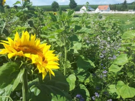 Platzhalter