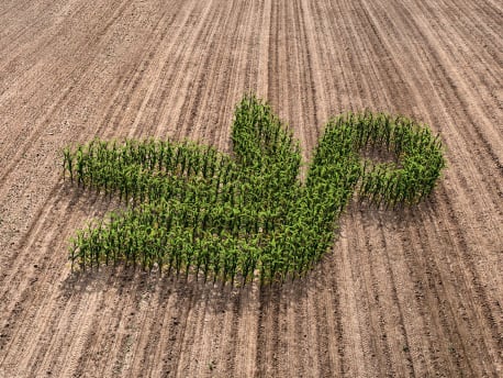 Durchgeschnittener Maiskolben mit Planterra Logo