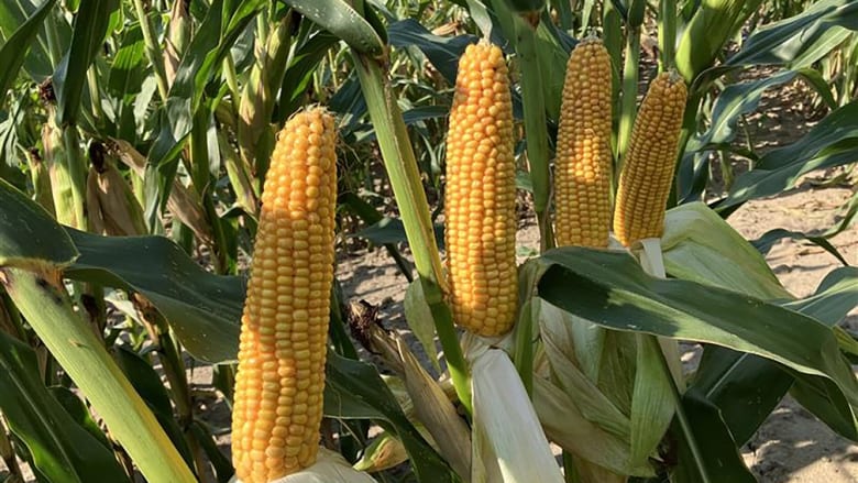 Maissaatgut-Sorten für die Saison 2026 bestellen