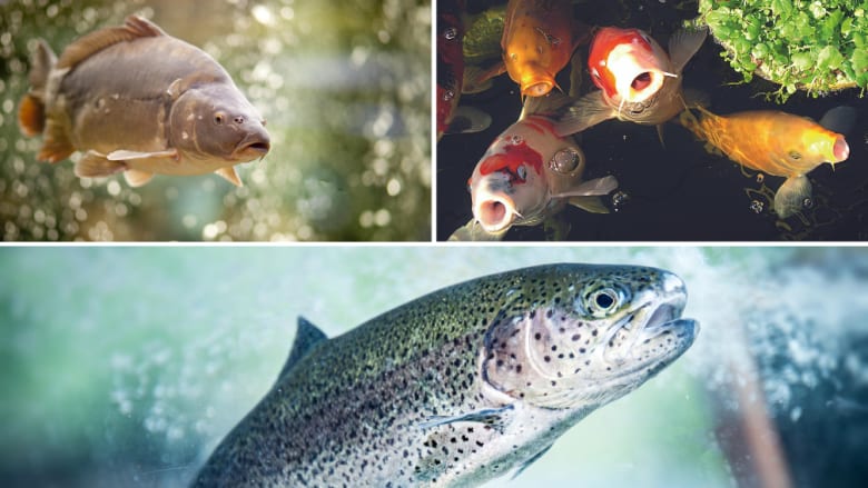 Aqua Garant Fischfutter entdecken