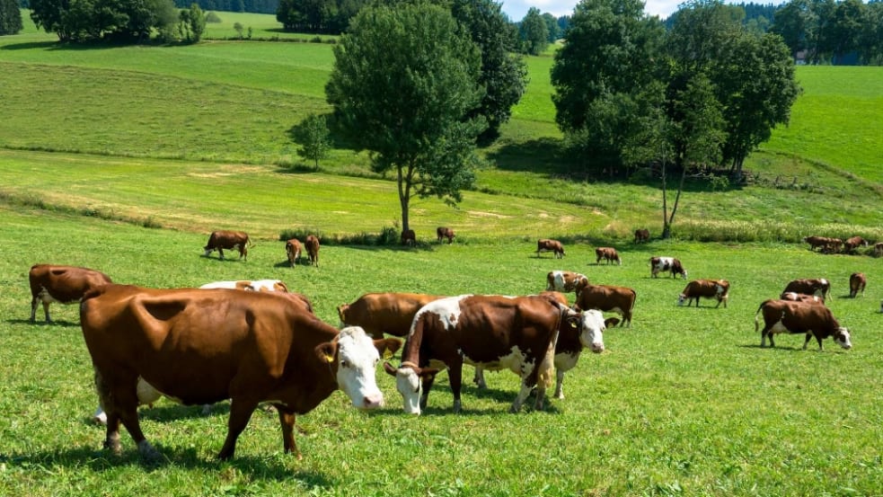 Hitzestress im Stall & Zwischenfrüchte