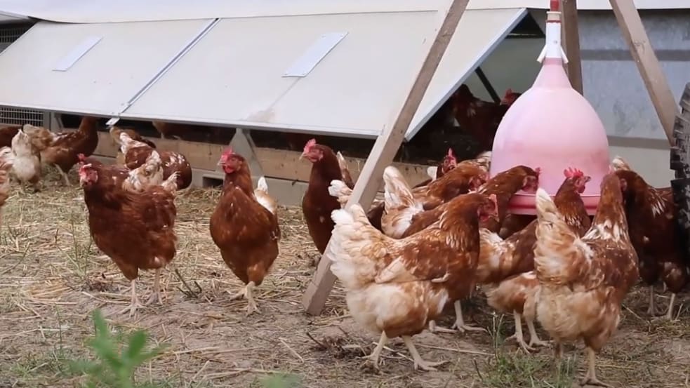 Mobile Hühnerställe: Tierwohlgerechte Eierproduktion im Haupt- oder Nebenerwerb