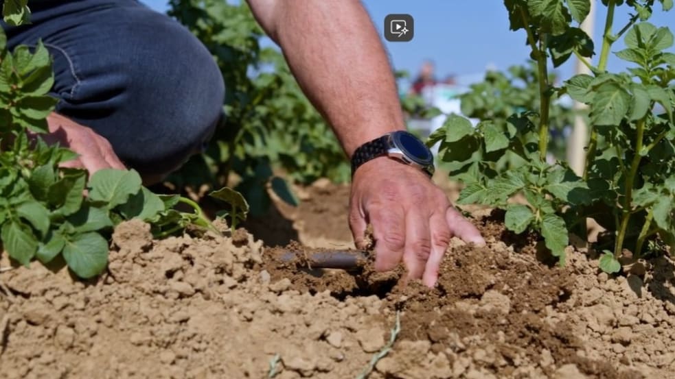 Hand hält Tropfschlauch auf Feld