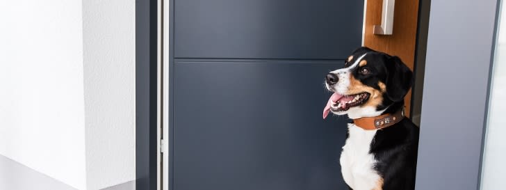 Hund in Haustür