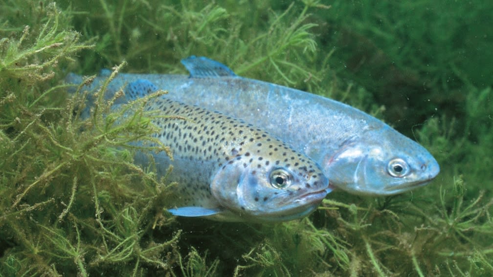 Biologisches Fischfutter