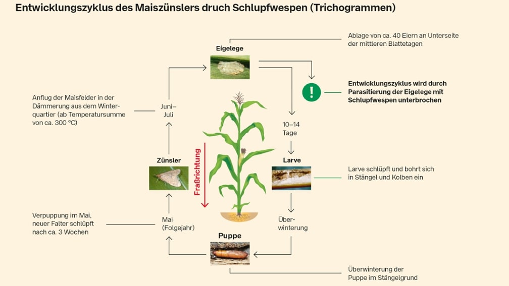 Entwicklungszyklus Maiszünsler