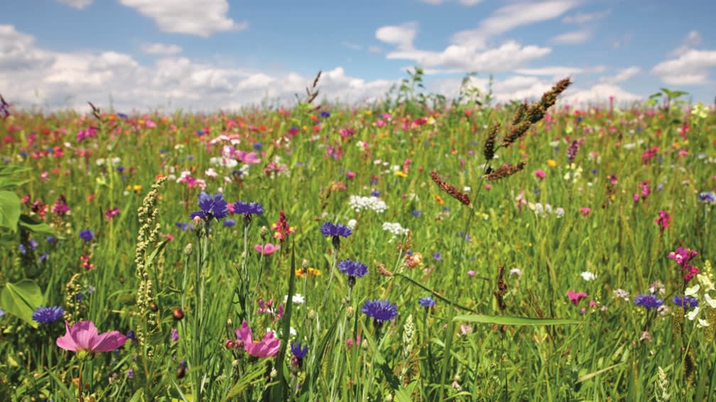 Blumenwiese