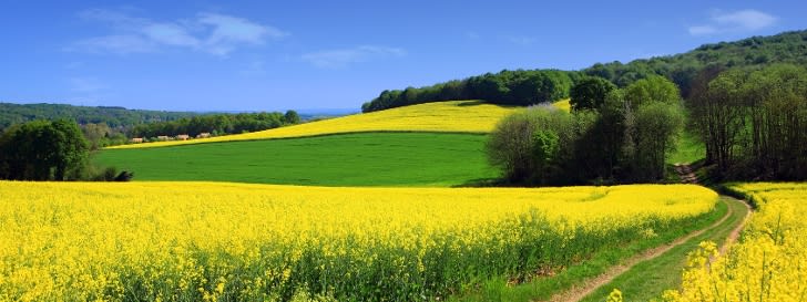 Rapsfeld