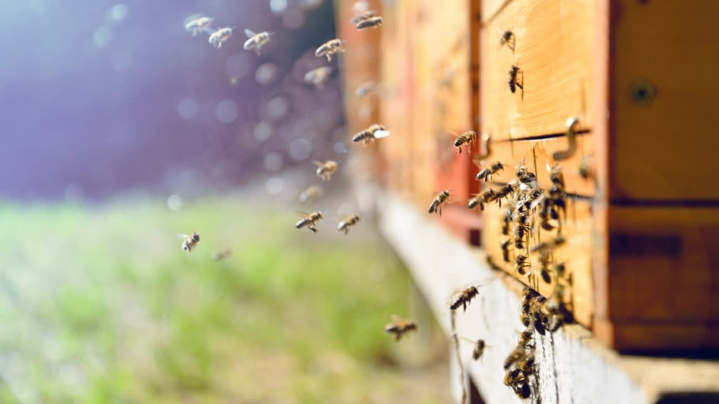 Viele Bienen fliegen zu einem Bienenkasten aus Holz