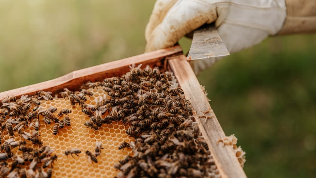 Einen Imker hält einen Zwischenboden mit mehreren Bienen darauf