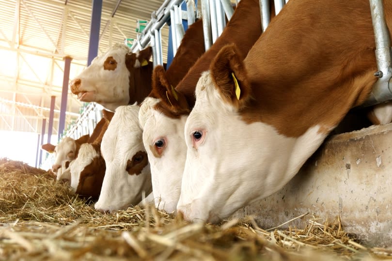Kühe im Stall Fressgitter
