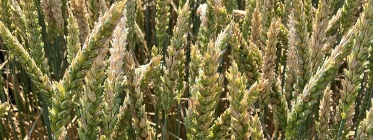 Winterweizen – Fusarium- und Abschlussbehandlung