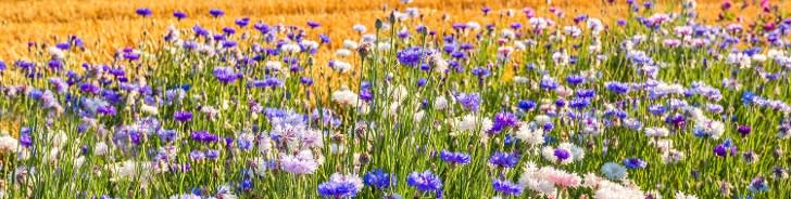 Feld mit Blumen