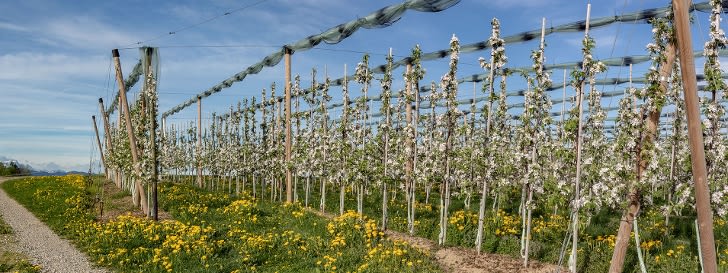 Kulturenschutzsysteme Obstbau
