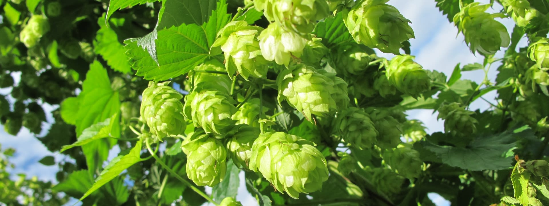 Hop Plant