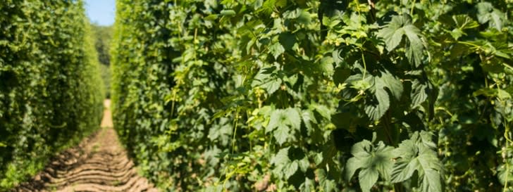 hop field