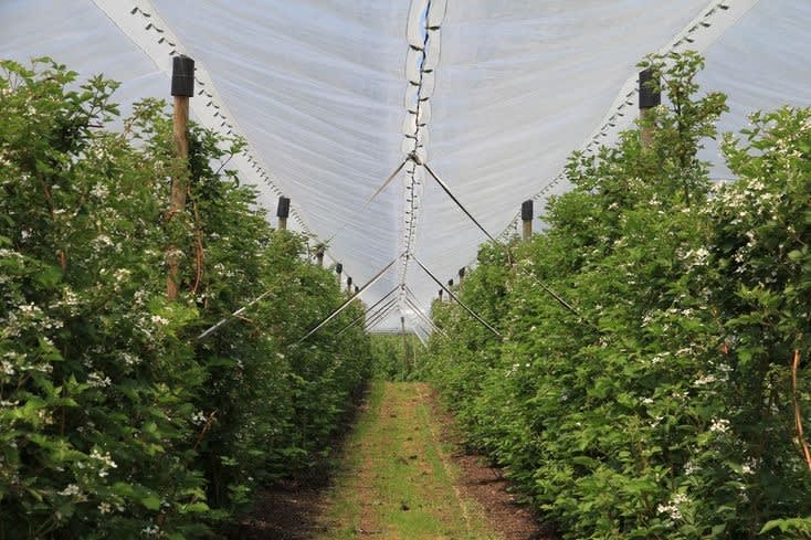 Picture of Rain Canopy