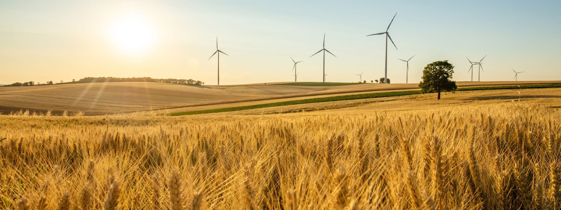 Windräder hinter einem Kornfeld