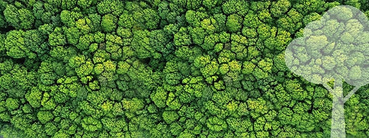 Klimawald