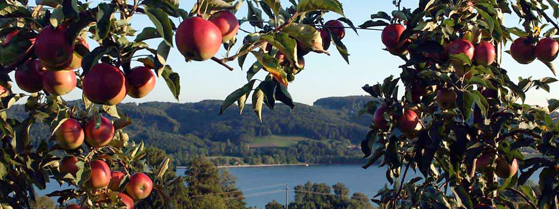 Rote Äpfel hängen im Baum vor einem See im Hintergrund