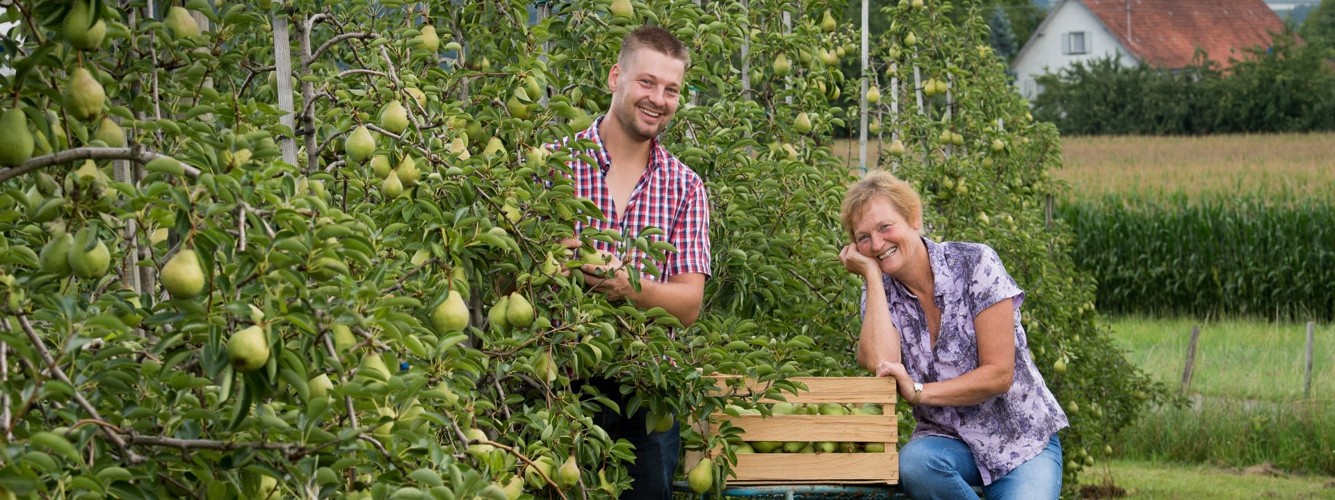 Mann und Frau bei der Birnen Ernte