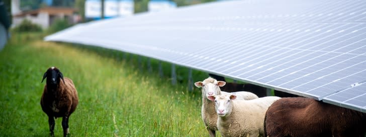 Schafe neben Feld-PV-Anlage