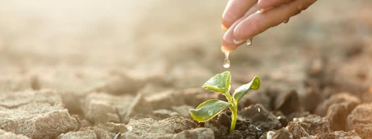 Plant being watered