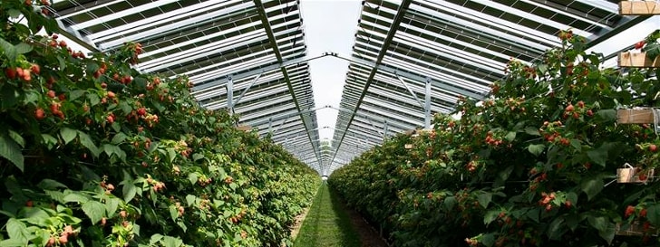 Raspberry plantation