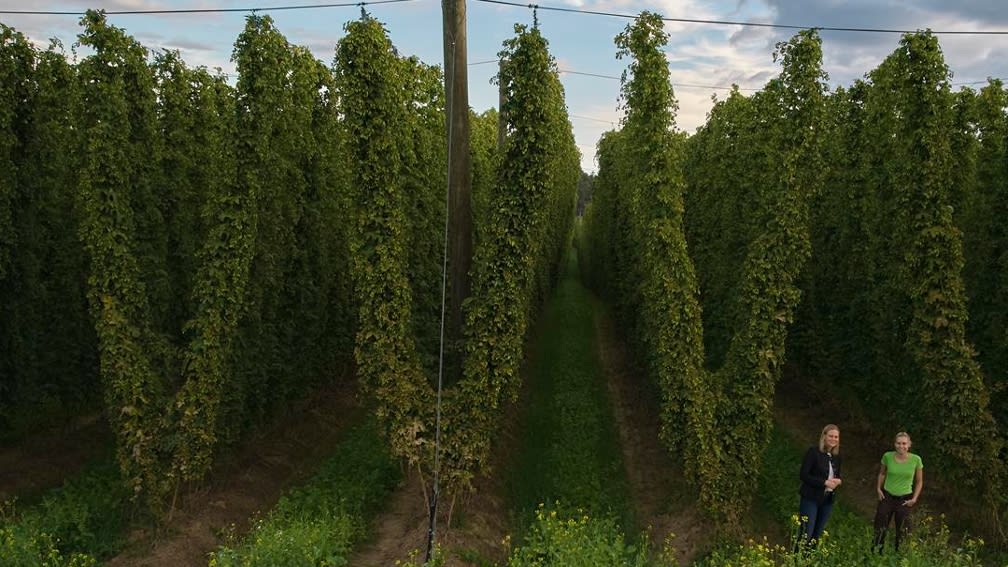 Hop field