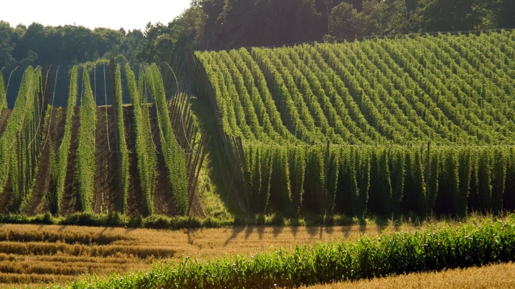 Hopfenfeld