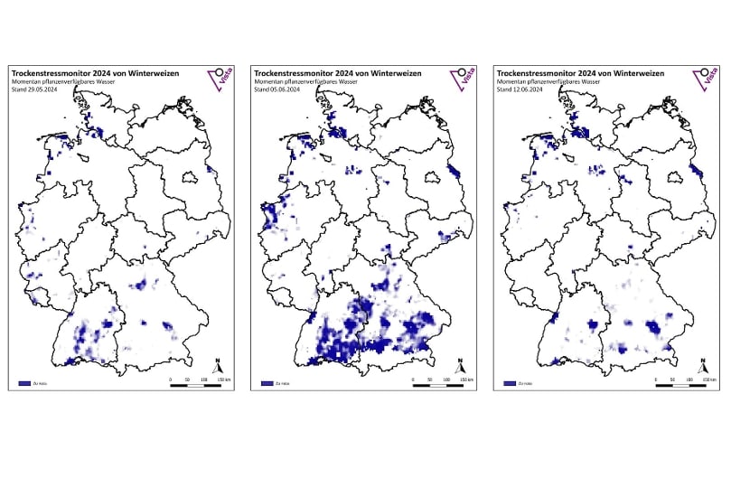 Die blauen Bereiche zeigen zu viel pflanzenverfügbares Wasser. Stand: 29. Mai bis 12. Juni 2024