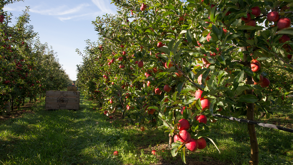 Obstplantage