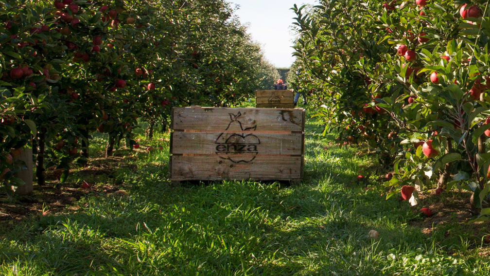 gala boîte à pomme