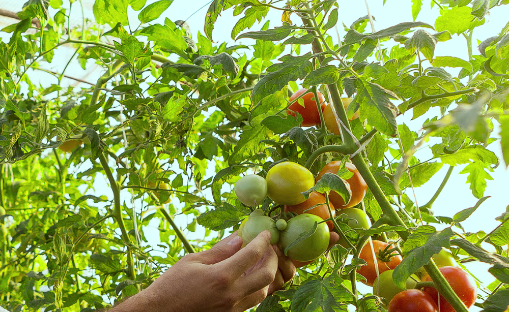Tomaten ernten