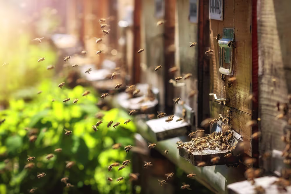 Bienenfutter-Aktion – Gut versorgt durch jede Saison!