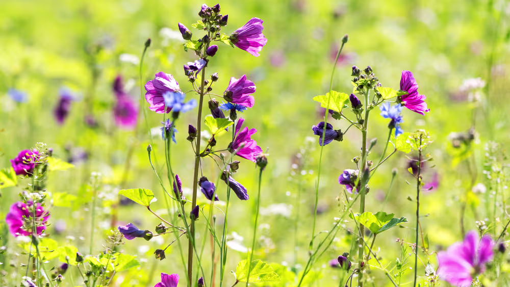 Blumenmeer in der Sonne