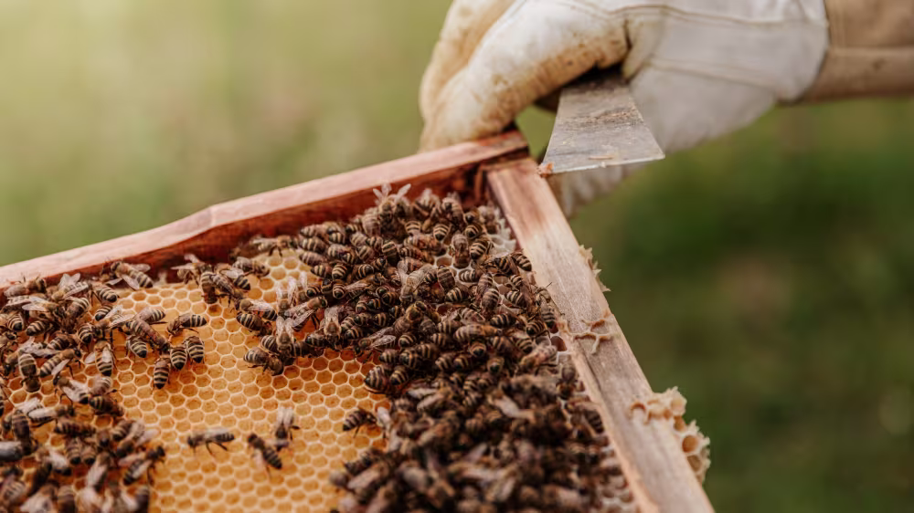 Einen Imker hält einen Zwischenboden mit mehreren Bienen darauf