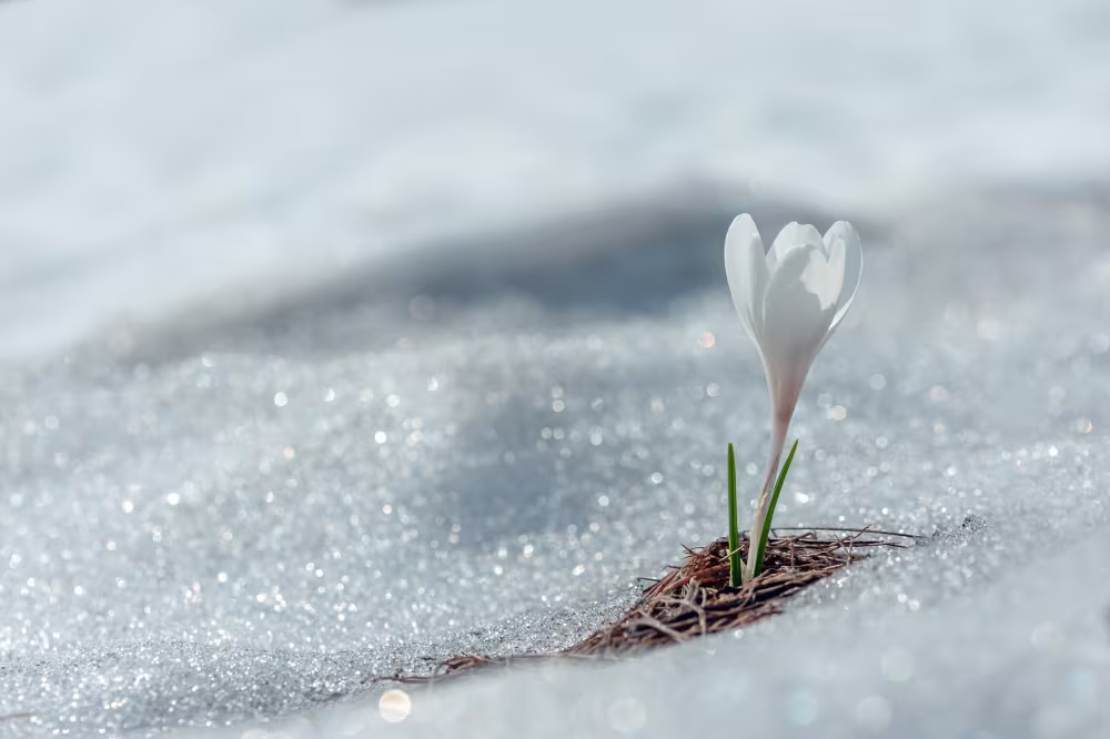 Gartenkalender: Februar