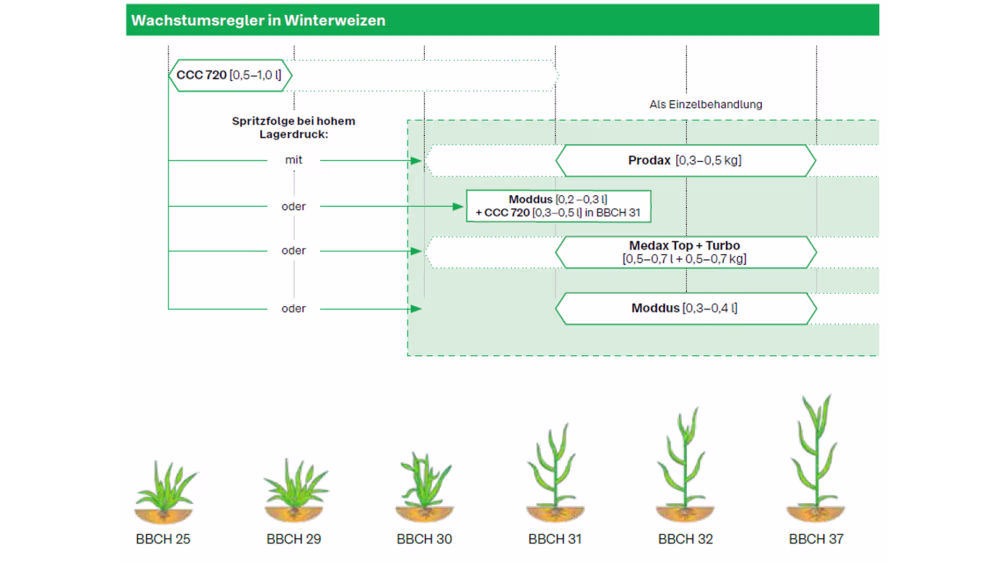 Wachstumsregler in Winterweizen 2023