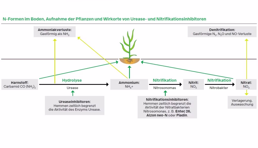 Stickstoffaufnahme