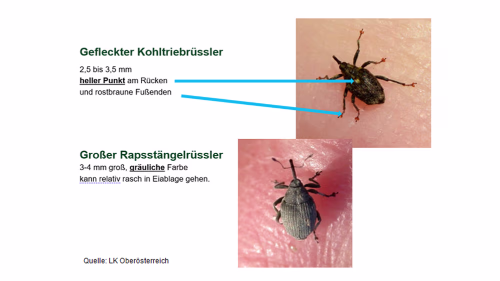 Rapsstängel Schädlinge