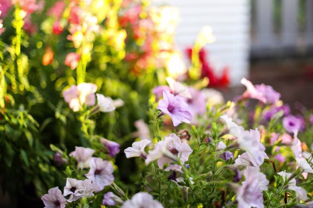 bunte Blumen werden von der Sonne angestrahlt