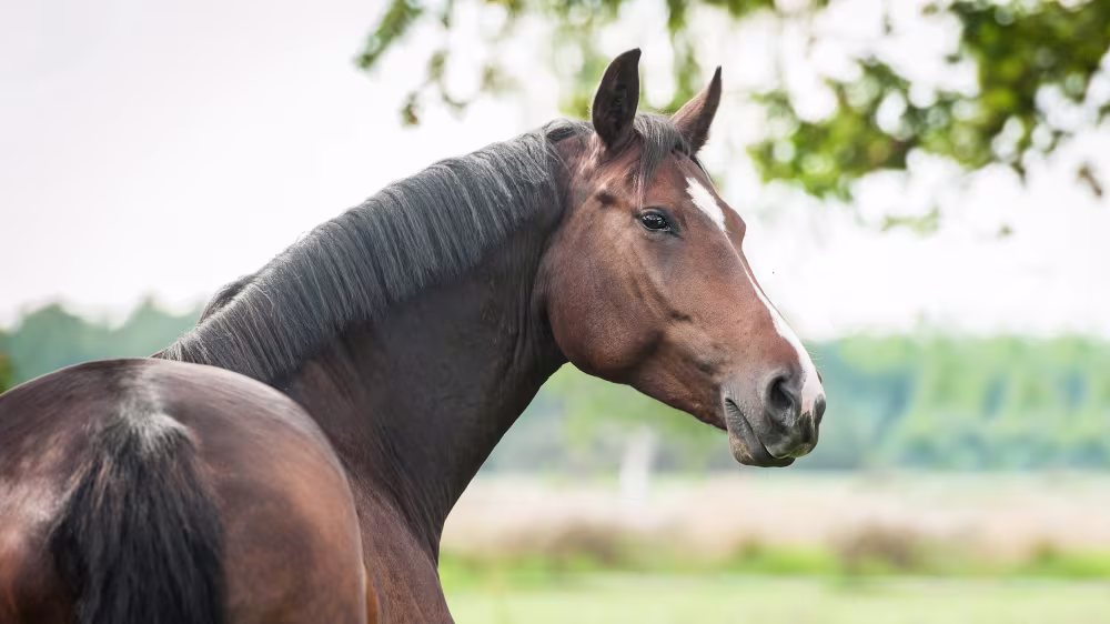 Pegus Horse Feed – Pferdefutter mit hohen Standards