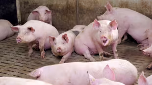 Mastschweinefutter