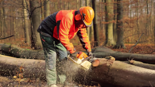 Holz sägen
