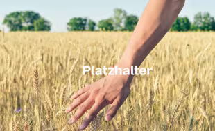 Weizen Aussaat